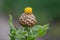 Armenian basketflower, Centaurea macrocephala, yellow top budding flower