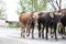 Armenian cowboy herding his cow herd.