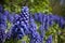 \'Armenian Grape-Hyacinth