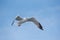 Armenian gull Larus armenicus in flight on blue sky