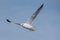 Armenian gull Larus armenicus in flight on blue sky