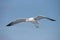 Armenian gull Larus armenicus in flight over blue sky