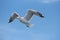 Armenian gull Larus armenicus in flight over blue sky