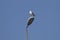 An Armenian gull sitting on an electric light pole