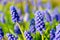 Armenian sapphire muscari armeniacum flowers closeup.