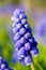 Armenian sapphire muscari armeniacum flowers closeup.