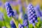 Armenian sapphire muscari armeniacum flowers closeup.