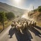 armenian sheep hearder driving sheep