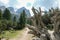 Armentarola - Overturned tree roots along a gravelled pathway in Italian Dolomites. The roots are gigantic