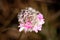 Armeria Alpina -  pink mountain thrift blooming wild at 2200 meter altitude in the italian Dolomites