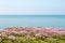 Armeria Maritima flowers with the sea behind