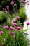 Armeria maritima is a perennial, bushy herb, grows naturally on rocks and cliffs, saline soils or sands low purple flowers on stem