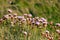 Armeria Maritima, Sea Pink or Thrift Wild flowers