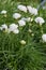 Armeria maritima, thrift white flowers and plant