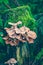 Armillaria borealis mushrooms on stump