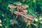 Armillaria borealis mushrooms on stump