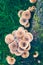 Armillaria borealis mushrooms on stump