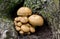 Armillaria, Honey Fungus