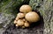 Armillaria, Honey Fungus