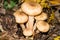 Armillaria - Honey fungus
