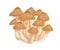 Armillaria, honey fungus or mushroom. Bunch or clump of organic forest fungi. Natural raw food. Colored hand-drawn