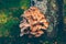 Armillaria melea, honey fungus mushrooms on birch