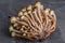 Armillaria mellea, commonly known as honey fungus, is a basidiomycete fungus in the genus Armillaria. Beautiful edible mushroom