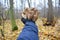 Armillaria mellea, commonly known as honey fungus. Gathering mushrooms. Forest mushroom, forest mushroom photo. Mushroomer