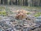 Armillaria mellea or edible honey fungus in forest