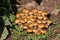 Armillaria mellea grows on damp wood