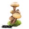 Armillaria mellea or honey fungus, basidiomycete mushroom closeup digital art illustration. Boletus has light yellow cap and same