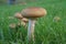 Armillaria mellea mushroom