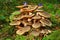 Armillaria mellea mushroom