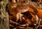 Armillaria mushroom