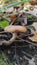 Armillaria mushroom in the forest