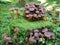 Armillaria mushroom in forest