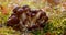 Armillaria Mushrooms of honey agaric In a Sunny forest in the ra