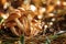 Armillaria Mushrooms of honey agaric In a Sunny forest in the rain