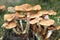 Armillaria mushrooms mushrooms