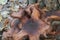 Armillaria ostoyae eadible brown mushrooms in forest macro
