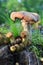 Armillaria ostoyae mushrooms on the remains of a tree