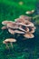 Armillaria solidipes mushrooms in a meadow