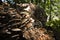 Armillaria tabescens, in the forest, Vosges, France