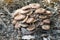 Armillaria tabescens Ringless honey mushroom light brown mushroom pink blades cuticle with scales growing in a large group on a