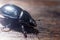 Armored beetle. Dorbeetle