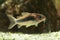Armored catfish, Corydoras aeneus, tropical freshwater fish in the aquarium