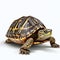 Armored and Unique: A Stunning Portrait of a Turtle on White Background