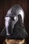Armour of the medieval knight. Metal protection of the soldier