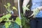 Arms dressed rubber high-impact gloves holding green seedling for setting in soil in steel barrel, close-up view