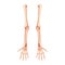 Arms Skeleton Human back Posterior dorsal view. Set of 3D hands, forearms, humerus, ulna, radius, phalanges Anatomically